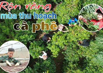 Rộn ràng mùa thu hoạch cà phê
