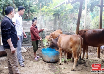 Chiềng Lao phòng, chống rét cho đàn vật nuôi