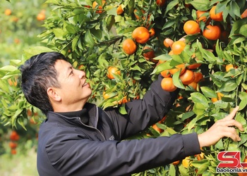 “Tư duy hàng hóa” bén rễ trên những nương đồi