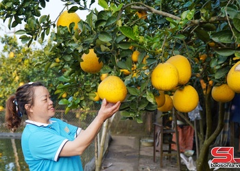 Phát triển hợp tác xã nông nghiệp ở khu vực Thuận Châu