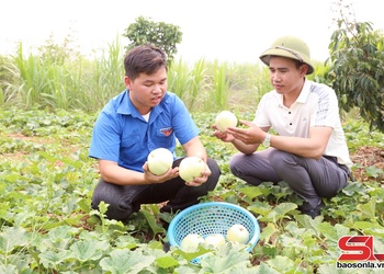 Vào mùa dưa lê Yên Châu