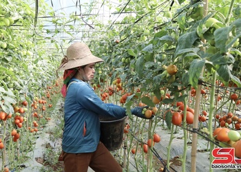 Nông dân Ngọc Chiến thi đua làm giàu