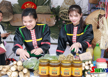 Nghề nuôi ong mật núi đá ở Chiềng Lao