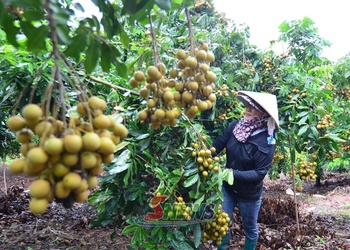 Lóng Phiêng làm giàu từ cây nhãn