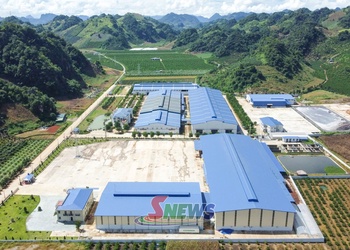 Thu hút đầu tư nâng cao giá trị cà phê Arabica Sơn La
