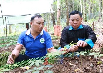 Triển vọng trồng sâm Ngọc Linh ở Xím Vàng