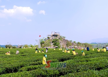 Sản xuất nông nghiệp gắn với du lịch trải nghiệm