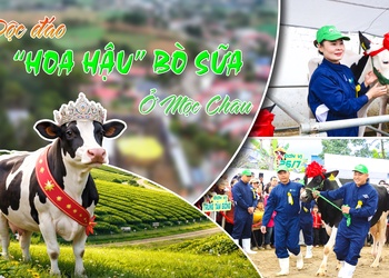 Độc đáo "Hoa hậu" bò sữa ở Mộc Châu