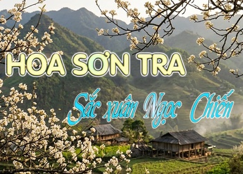 Hoa sơn tra - Sắc xuân Ngọc Chiến