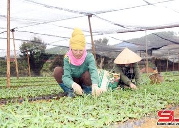 Đảm bảo giống cây trồng an toàn cho nông dân