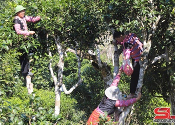 Cây chè Shan tuyết cổ thụ ở bản Ôn Ốc