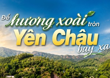 Để hương xoài tròn Yên Châu bay xa