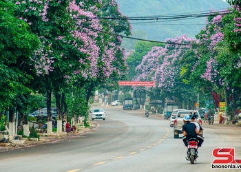 Mộc Châu mùa bằng lăng tím