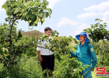 Chiềng Sung phát huy thế mạnh nông nghiệp