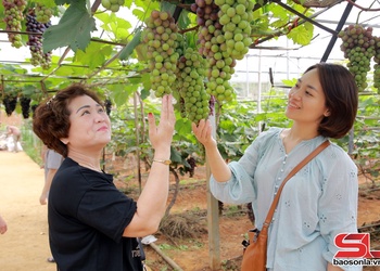 Trải nghiệm mùa nho chín trên cao nguyên