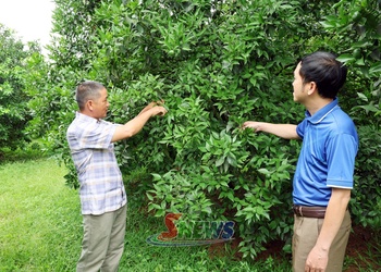 Đa dạng cây trồng, nâng cao hiệu quả sản xuất