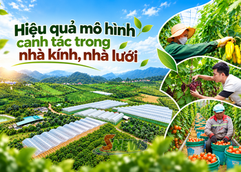 Hiệu quả mô hình canh tác trong nhà kính, nhà lưới