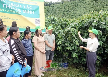 Tổng kết mô hình canh tác cà phê thông minh thích ứng với biến đổi khí hậu