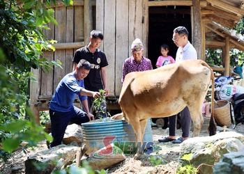 Hỗ trợ sinh kế và xóa nhà tạm cho hộ nghèo