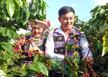 Mùa cà phê ở Púng Bánh