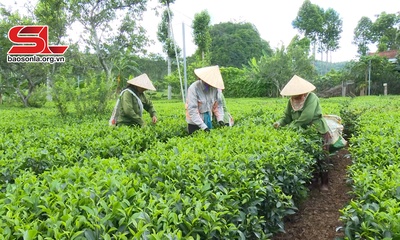 Thuận Châu vào vụ thu hoạch chè