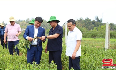 Đồng chí Phó Bí thư Thường trực Tỉnh ủy thăm, nắm tình hình hoạt động sản xuất một số HTX, doanh nghiệp trên địa bàn huyện Mộc Châu