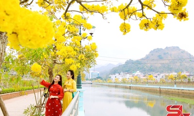 Hoa Phong Linh rực rỡ sắc vàng