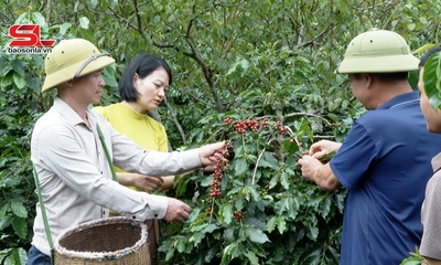 Cà phê Sơn La trước vụ thu hái