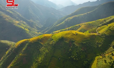 Mùa vàng Bắc Yên