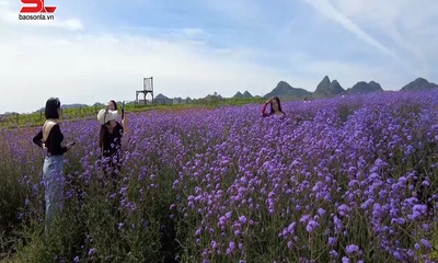 Lỏi Tươi Farm - cánh đồng hoa trên cao nguyên