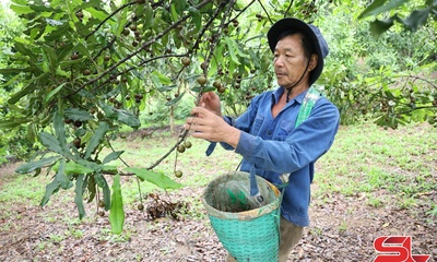 Mùa mắc ca ở Mai Sơn