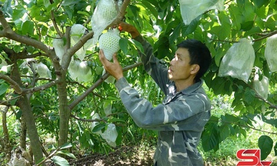 Mai Sơn tạo dựng thương hiệu nông sản từ lợi thế vùng