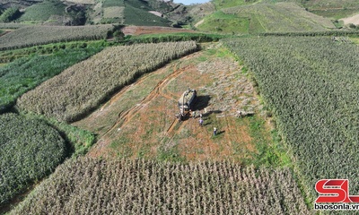 Tăng giá trị kinh tế từ trồng ngô sinh khối