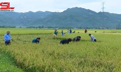 Phù Yên thu hoạch lúa mùa
