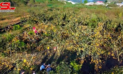 Mùa hồng chín trên Thảo nguyên