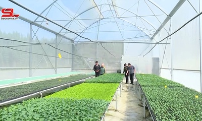 Vân Hồ phát triển rau an toàn