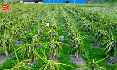 Hành trình phát triển cây ăn quả trên đất dốc ở Sơn La