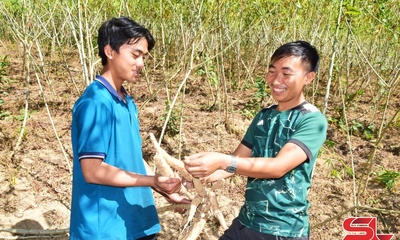 Sốp Cộp mở rộng diện tích trồng sắn cao sản