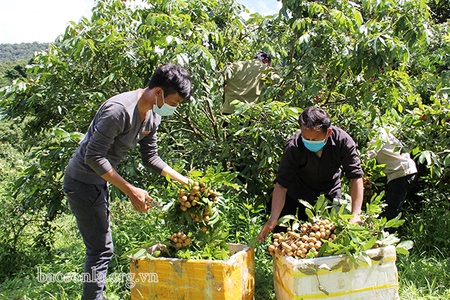 Nhiều chính sách ưu đãi và hỗ trợ HTX đầu tư vào nông nghiệp