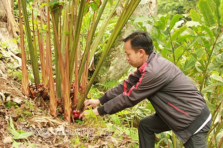 Lợi ích kép từ cây thảo quả