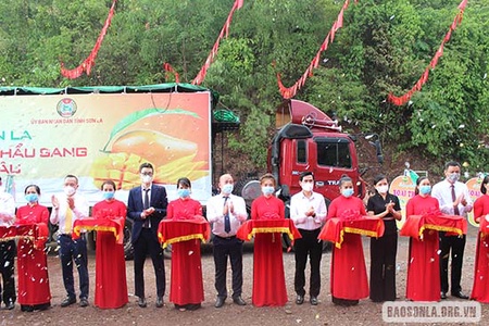 Trái cây Sơn La lên sàn thương mại điện tử