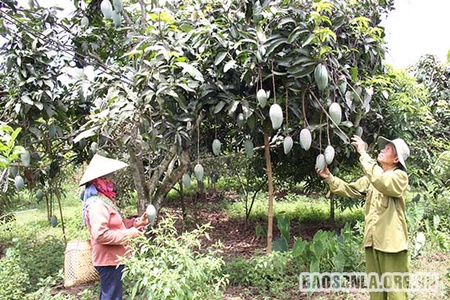 Chung tay hỗ trợ người dân tiêu thụ xoài