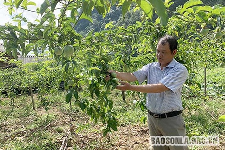 Mường Do chú trọng chuyển đổi cơ cấu cây trồng