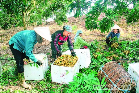 Mùa nhãn ở Yên Châu