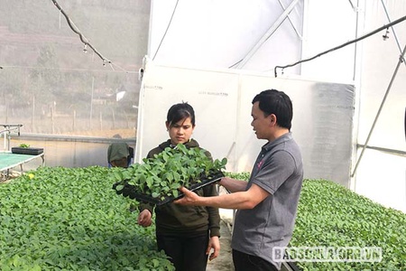 Dự án GREAT hỗ trợ tạo việc làm, thu nhập cho phụ nữ