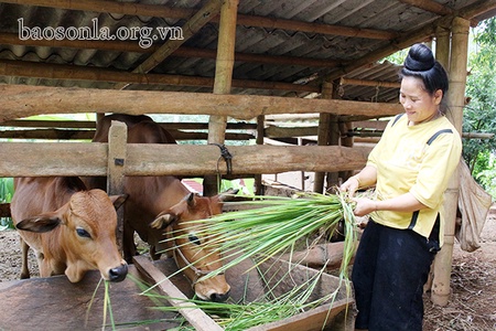 Nông dân Quỳnh Nhai bảo vệ đàn vật nuôi