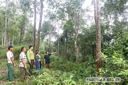 Mường La quản lý rừng và bảo tồn đa dạng sinh học