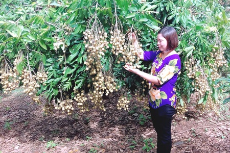 Sản xuất rau, quả an toàn theo VietGAP