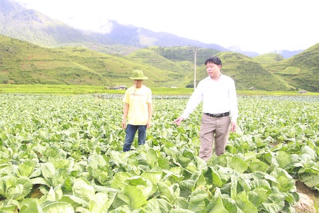 Giống lúa "Pháng Xiên" và câu chuyện ông Chủ tịch xã vùng cao