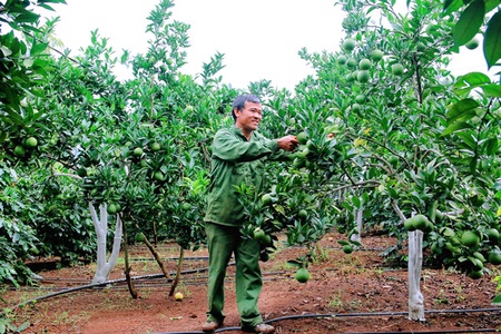 Thành công từ mô hình trồng cây có múi